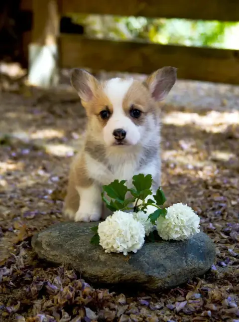 Welsh Corgi Pembroke  Chiot N°2 Des Jardins De Becky b65e9 photo 2