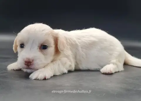 Coton De Tulear  Buzz Du Mont De La Chenaie