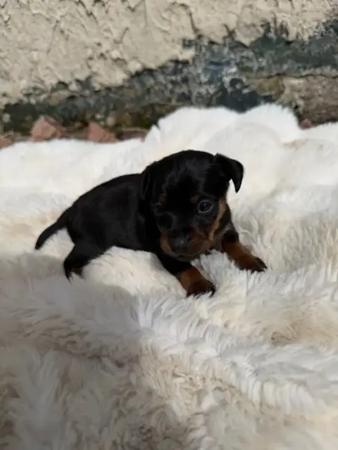 Pinscher Nain  Chiot N°3 photo 2