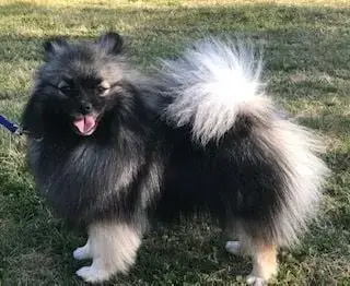 Spitz Allemand  Barbotine Vom Lumaland photo 2