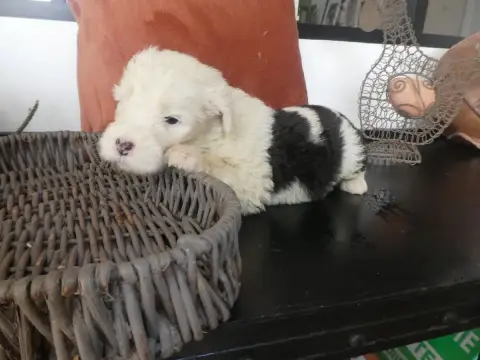 Bobtail  Chiot N°1 Of Mary People photo 2