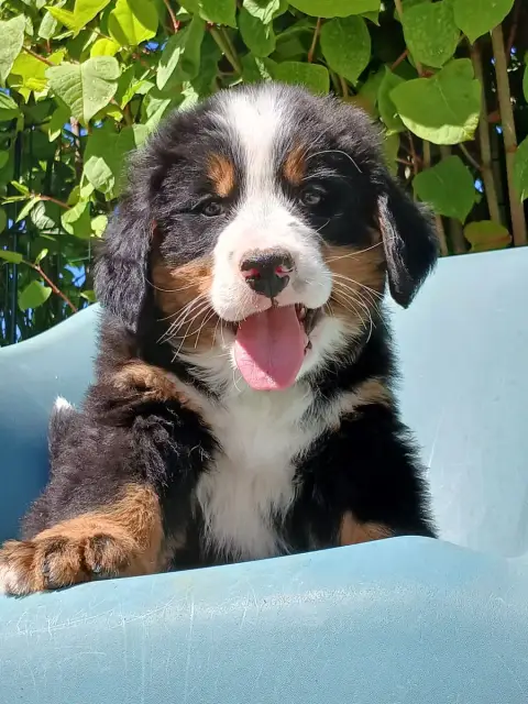 Bouvier Bernois  Chiot N°3 Du Domaine De La Rocherie 49d82