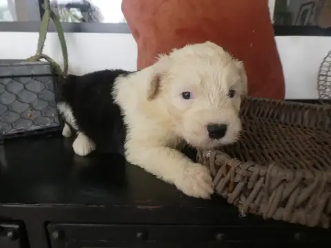 Bobtail  Chiot N°7 Of Mary People photo 3