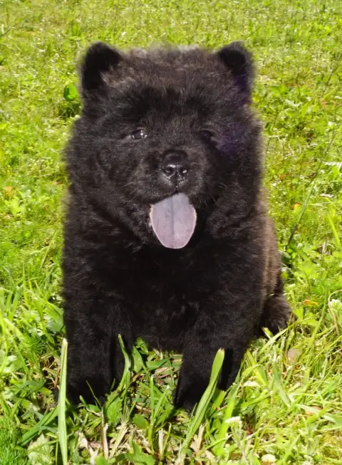 Chow Chow  Bonnie Des Bambous De Shunan