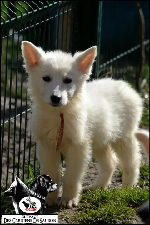 Berger Blanc Suisse  Arkan Des Gardiens De Sauron