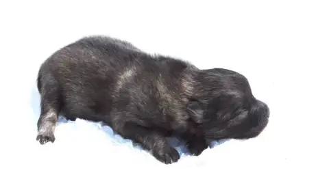 Spitz Allemand  Chiot Femelle Spitz Loup Lof 3 Des Se 39ff6