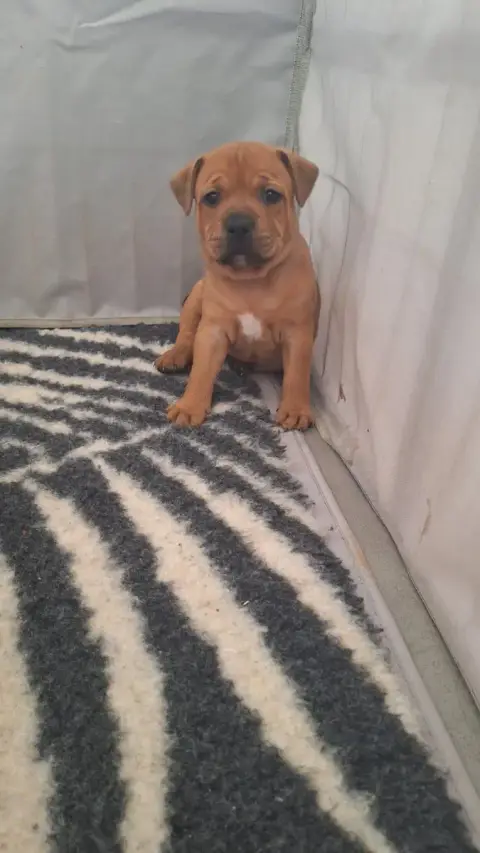 Staffordshire Bull Terrier  Chiot 2 Les Trésors De Co 3abc9 photo 2