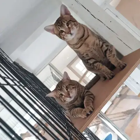 Chaton Savannah F5
