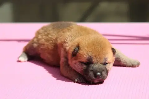 Shiba  Chiot N°3 De L'Orée Du Bois De La Raminerie