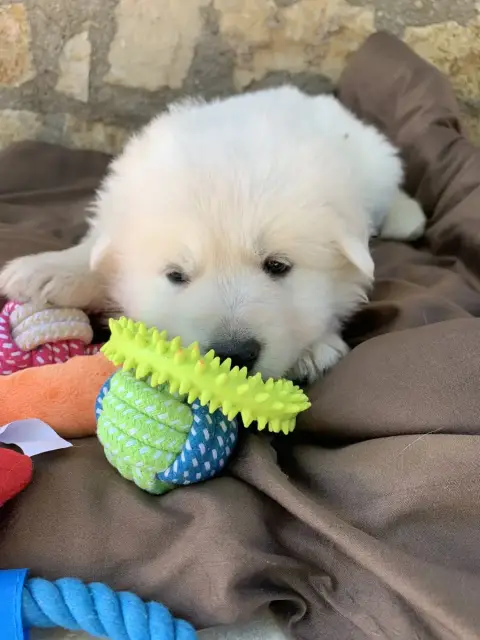 Berger Blanc Suisse  Collier Jaune