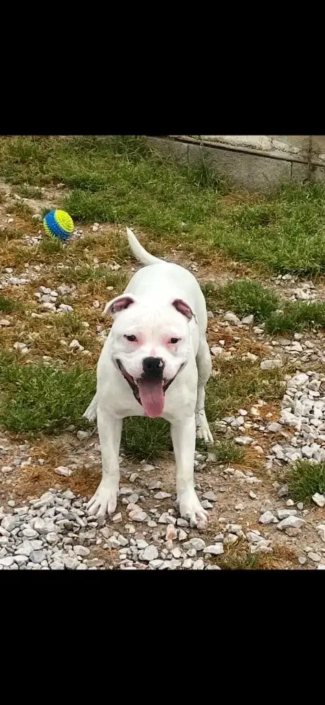 Staffordshire Bull Terrier  Vaiko Du Centre Del Mon e5b29 photo 2
