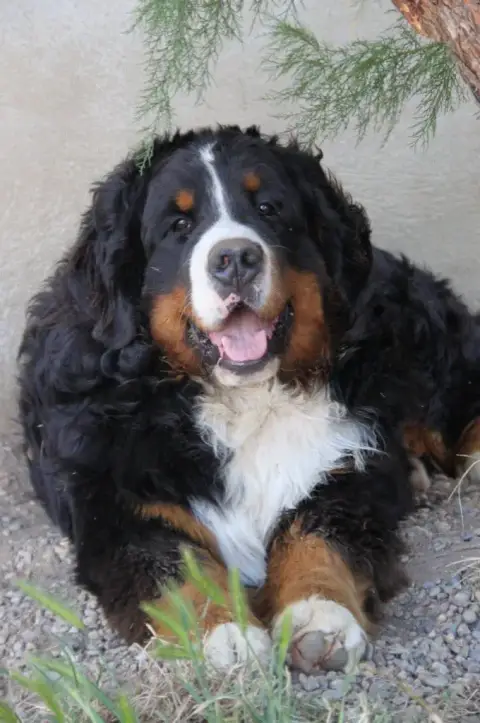 Bouvier Bernois  Chiot Noir De La Lumière D'Eden photo 2