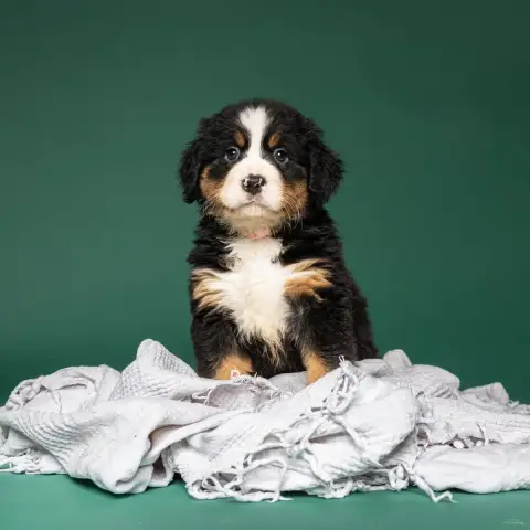 Bouvier Bernois  Chiot Rose Clair De La Lumière D'Ede fa1cc
