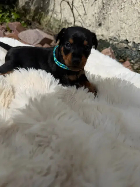 Pinscher Nain  Chiot N°1 photo 3