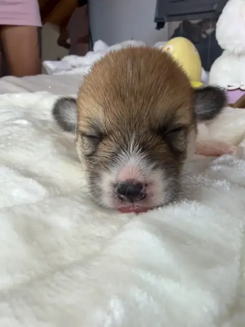 Welsh Corgi Pembroke photo 3
