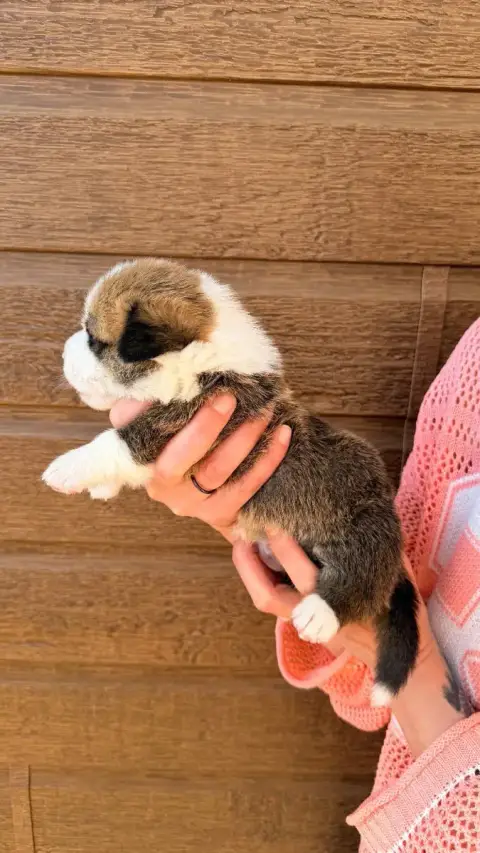 Welsh Corgi Pembroke  Chiot N°2 Des Anges D'Héra photo 3