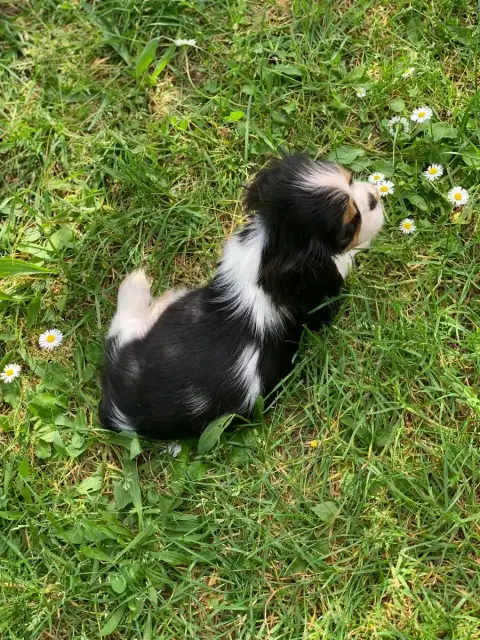 Cavalier King Charles Spaniel  Chiot N°2 Onitsha'S photo 3