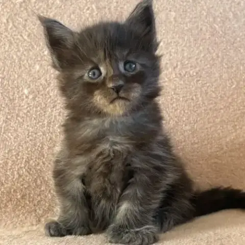 Chaton Maine Coon Femelle Polydactyle