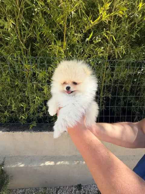 Spitz Allemand  Bosco Au Royaume Des B photo 2