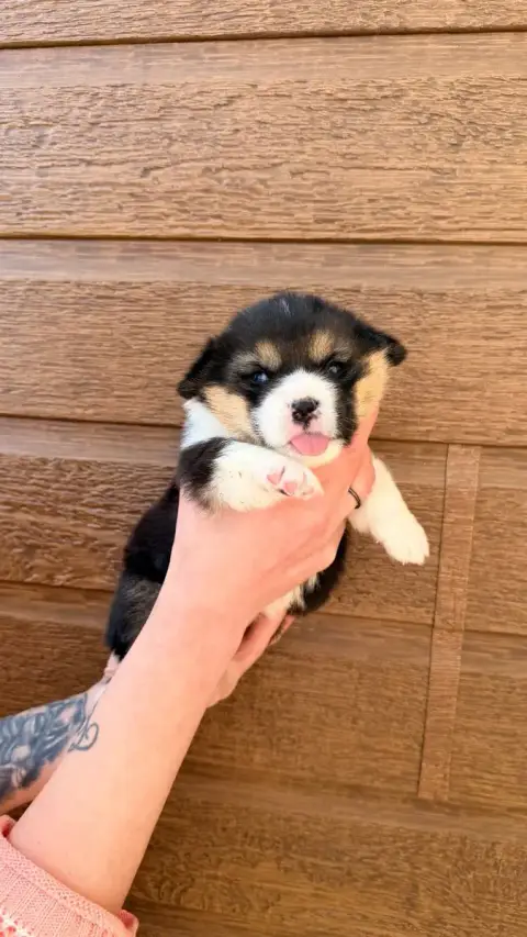 Welsh Corgi Pembroke  Chiot N°5 Des Anges D'Héra photo 2