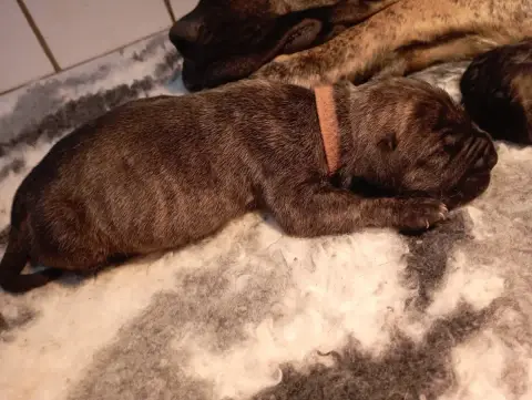 Dogo Canario  Chiot 4 Du Lor'Molosses