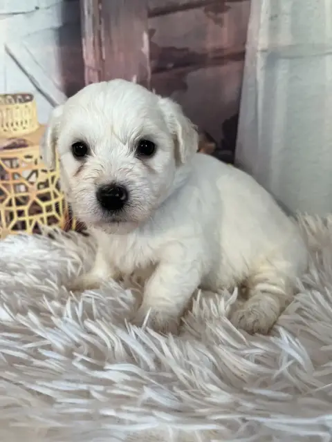 Coton De Tulear  Blair Des Trois G