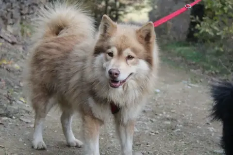 Chien Finnois De Laponie  Chiot N°3 Du Domaine De Mir 649c7 photo 2