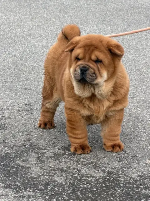 Chow Chow  Chiot 2 North Mans