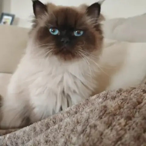 British Longhair
