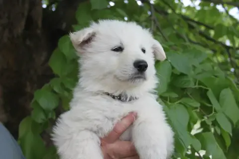 Berger Blanc Suisse  Collier Noir Du Domaine De Nox'W efe24 photo 2