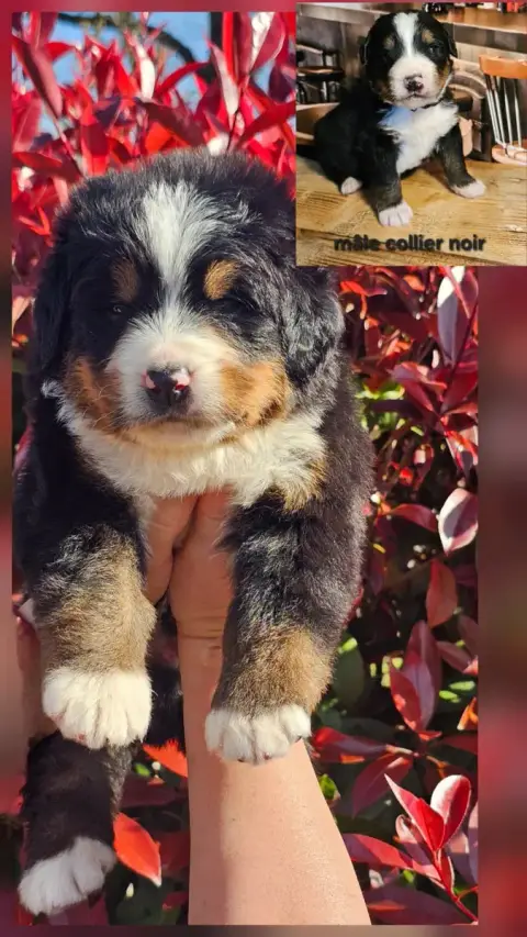 Bouvier Bernois  Chiot N°2 Du Paradis Du Domaine Du B 60d9f