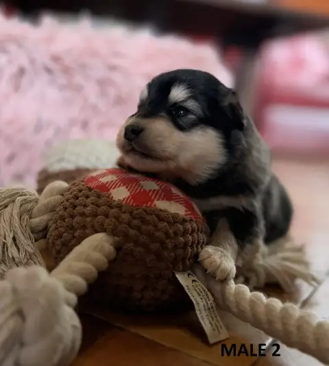 Chien Finnois De Laponie photo 3
