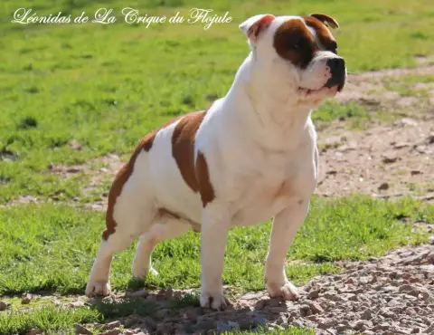 Staffordshire Bull Terrier  Chiot N°6 Staffordland