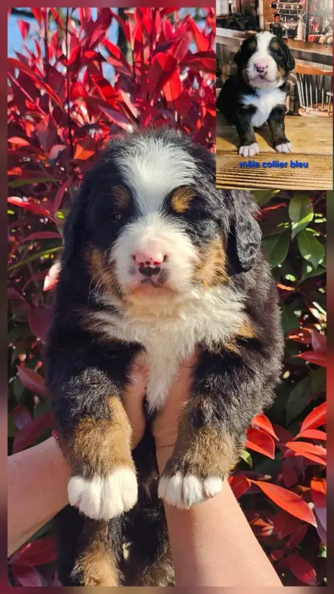 Bouvier Bernois  Chiot N°1 Du Paradis Du Domaine Du B af409