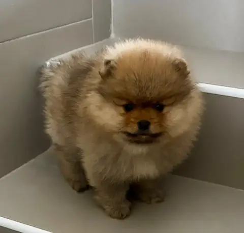 Spitz Allemand  Chiot N°1 Du Royaume Des Choupettes 1be81 photo 2