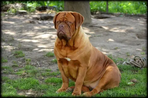 Dogue De Bordeaux  Banjo De L'Elite Royal Dog photo 2