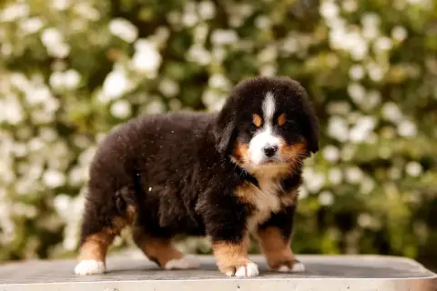Bouvier Bernois  Chiot 3 De La Vallée De L'Hyrome photo 3