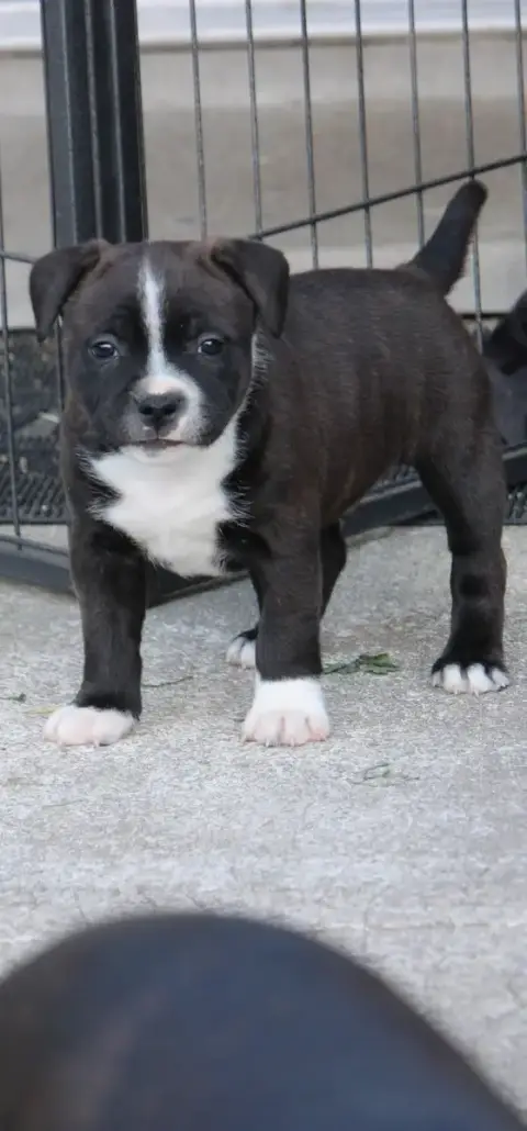 Staffordshire Bull Terrier  Chiot 3 Karukera Empire 6dcd1