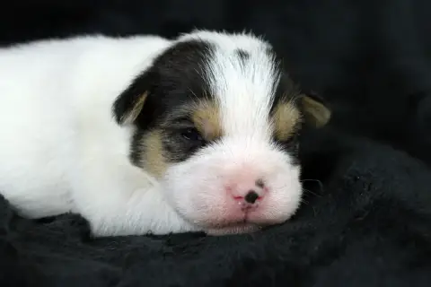 Parson Russell Terrier  Chiot 5 Des Very Important Pa 039df