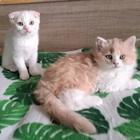 Alaska Et Aslan