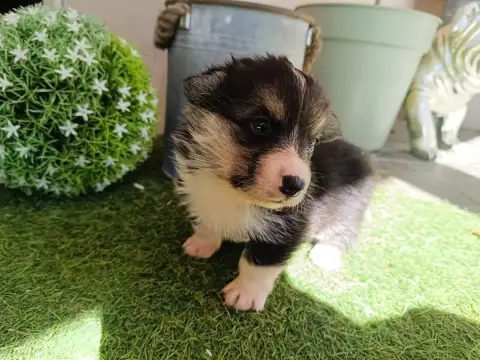Welsh Corgi Pembroke  Brownie Du Logeo De L'Ixaro photo 2