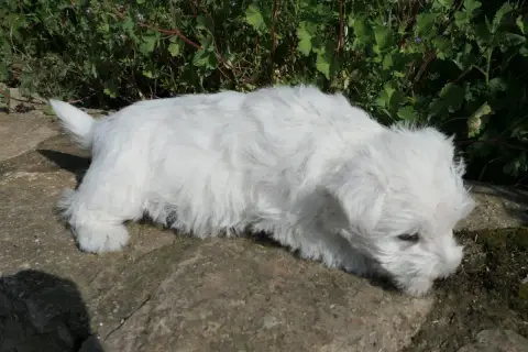 West Highland White Terrier  Chiot N°3 De La Paix Ret 4ddf6 photo 2