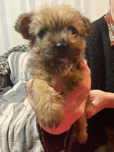 Norwich Terrier  Adele Des Sables Du Nord photo 2