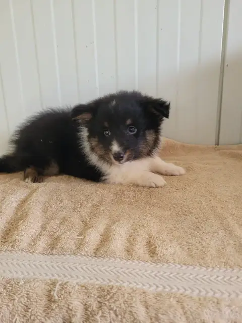 Shetland Sheepdog  Chiot N°1 Des Terres De Bourguenai 0ab08 photo 2