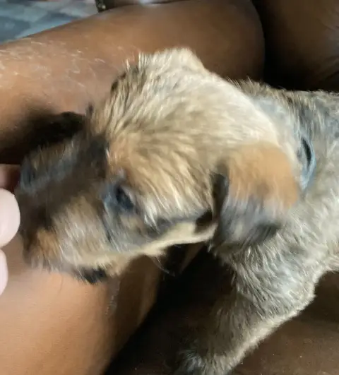Irish Terrier  Banshee photo 3