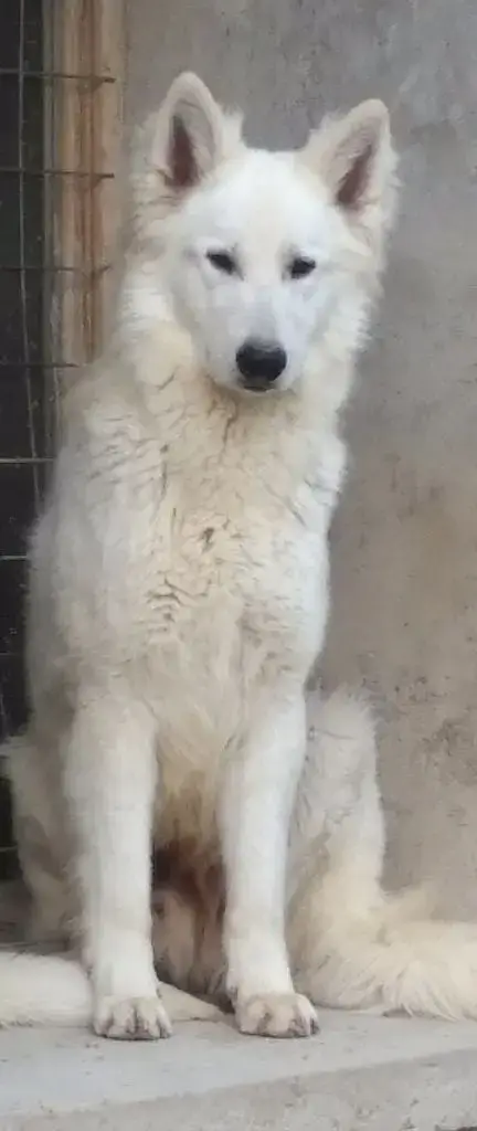 Berger Blanc Suisse  Björk Icelandic Joga D Antras Du 04f6b photo 2