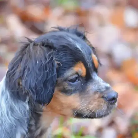 Superbe Chiots Epagneul Breton Lof