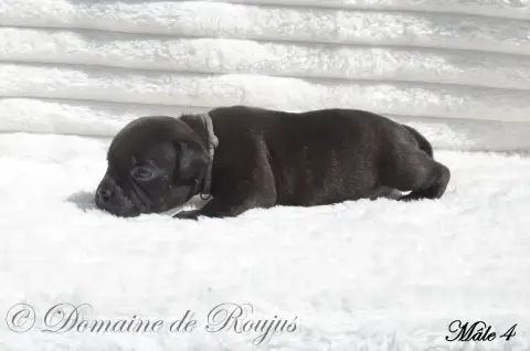 Staffordshire Bull Terrier  Chiot N°4 Du Domaine De R 12018 photo 3