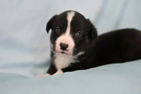 Welsh Corgi Cardigan  Berny Of Arcadia’S Dream photo 3