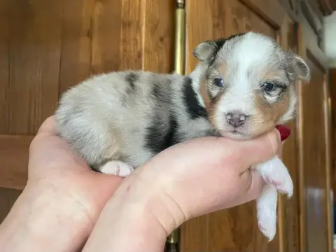 Shetland Sheepdog  Chiot N°1 Du Domaine De Noa photo 2